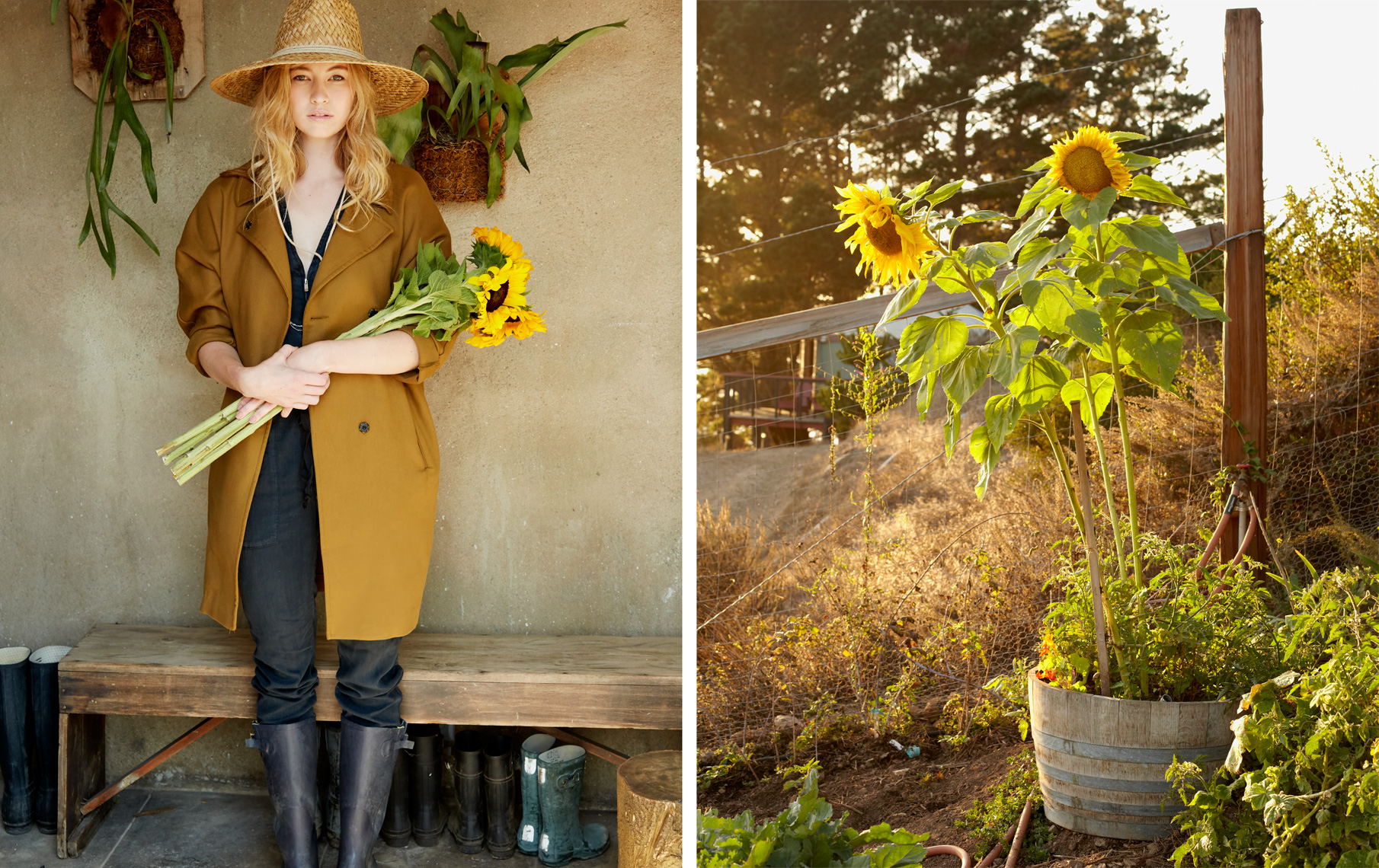 Sunflowers || Brian Stevens  || Photography