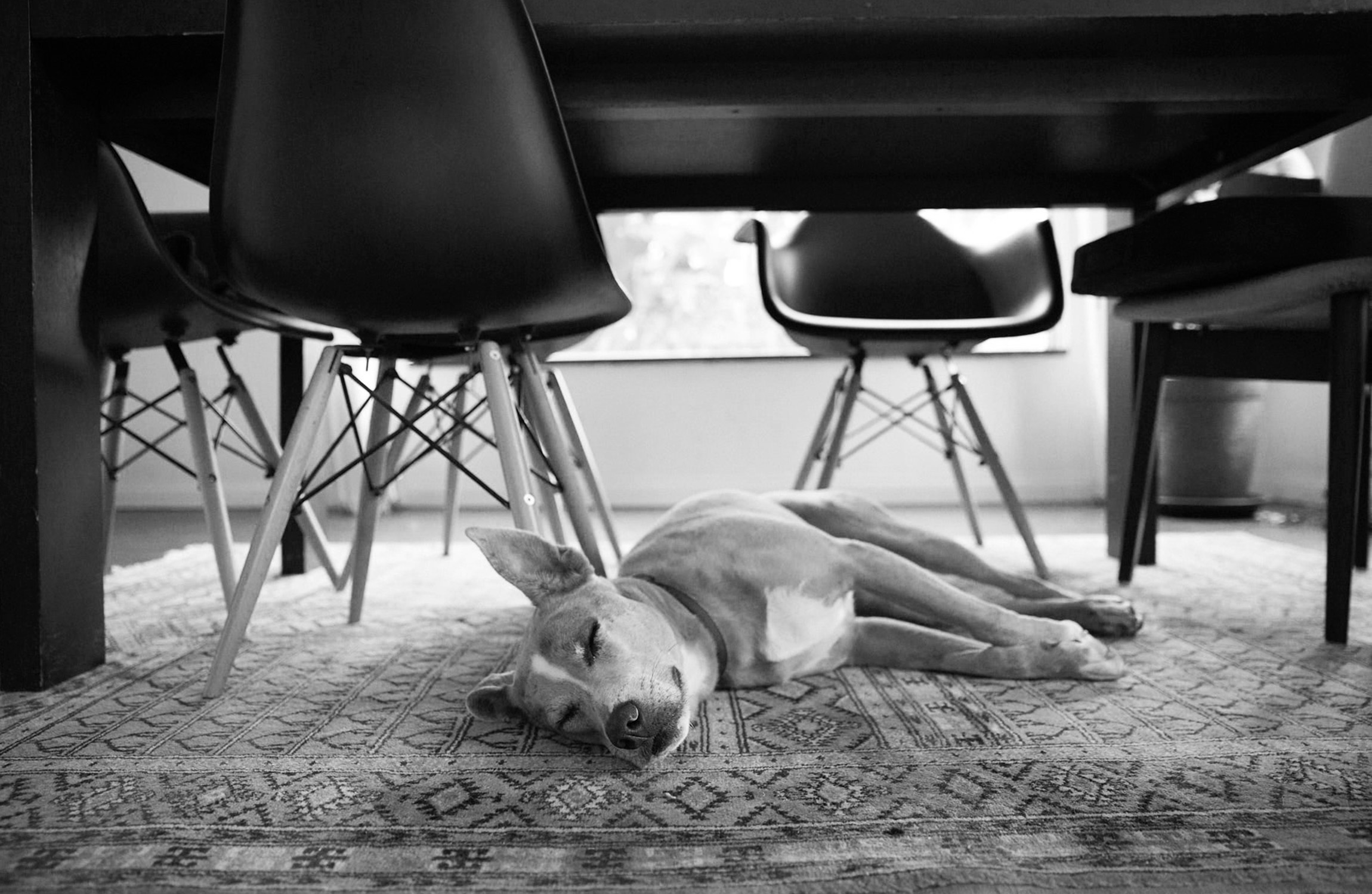 Brian Stevens  || Photography || Dog asleep