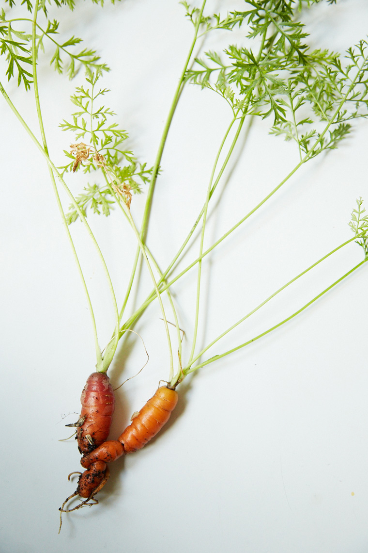 Food Carrots || Brian Stevens  || Photography