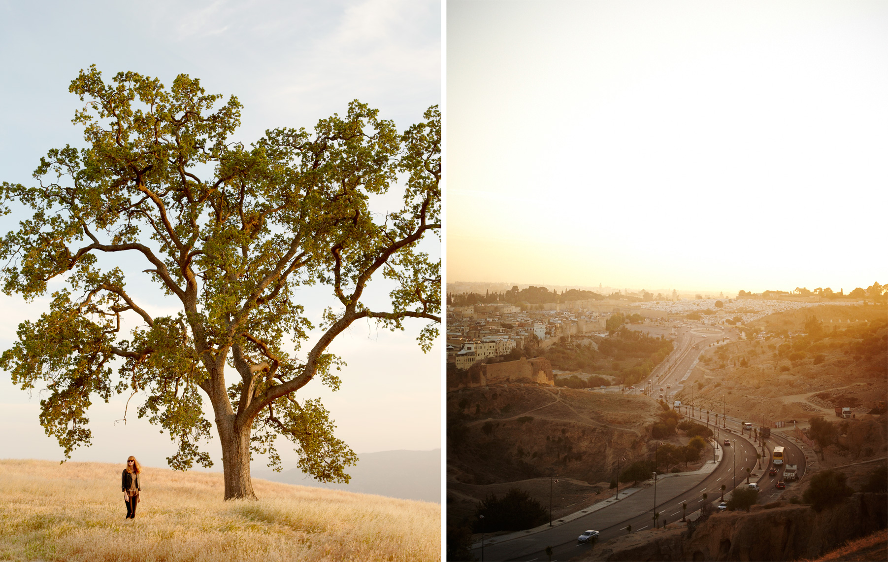 Big Oak Tree || Brian Stevens  || Photography